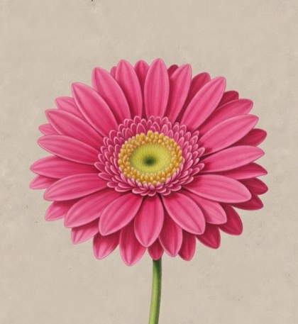 Gerbera